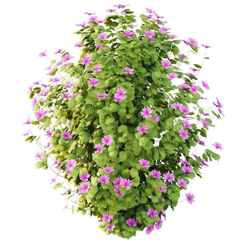 Lavatera Cachemiriana Plant 04 - Image 2