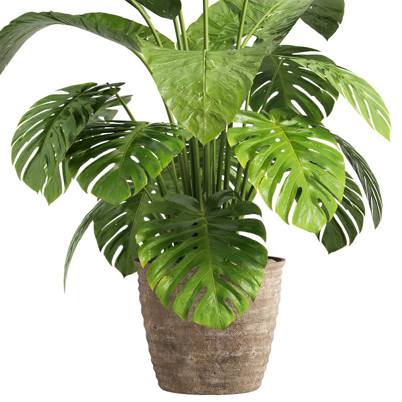 Indoor jungle - Image 4