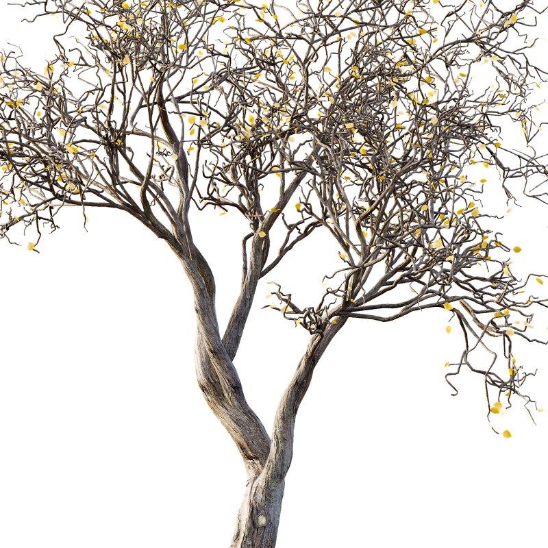 AV Winter Dry Tree - Image 2