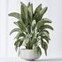 AV Indoor plants set 159 Europaea Olive Eucalyptu Joyplants and Spineless Yucca Aloifolia Rostrata Palm and Ravenala Banana Strelitzia - Thumbnail 7