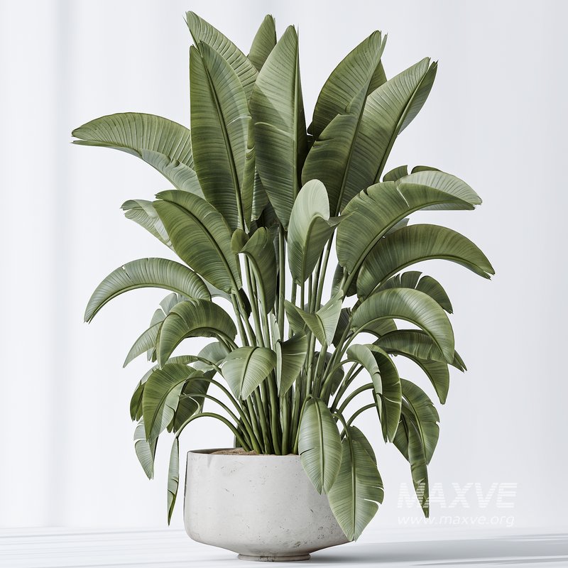 AV Indoor plants set 159 Europaea Olive Eucalyptu Joyplants and Spineless Yucca Aloifolia Rostrata Palm and Ravenala Banana Strelitzia - Image 7