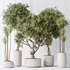 AV Indoor plants set 160 Artificial Olivo Olea Tree and Yucca Elephantipes Gigantea and Ficus Retusa Microcarpa Bonsai Ginseng - Thumbnail 4