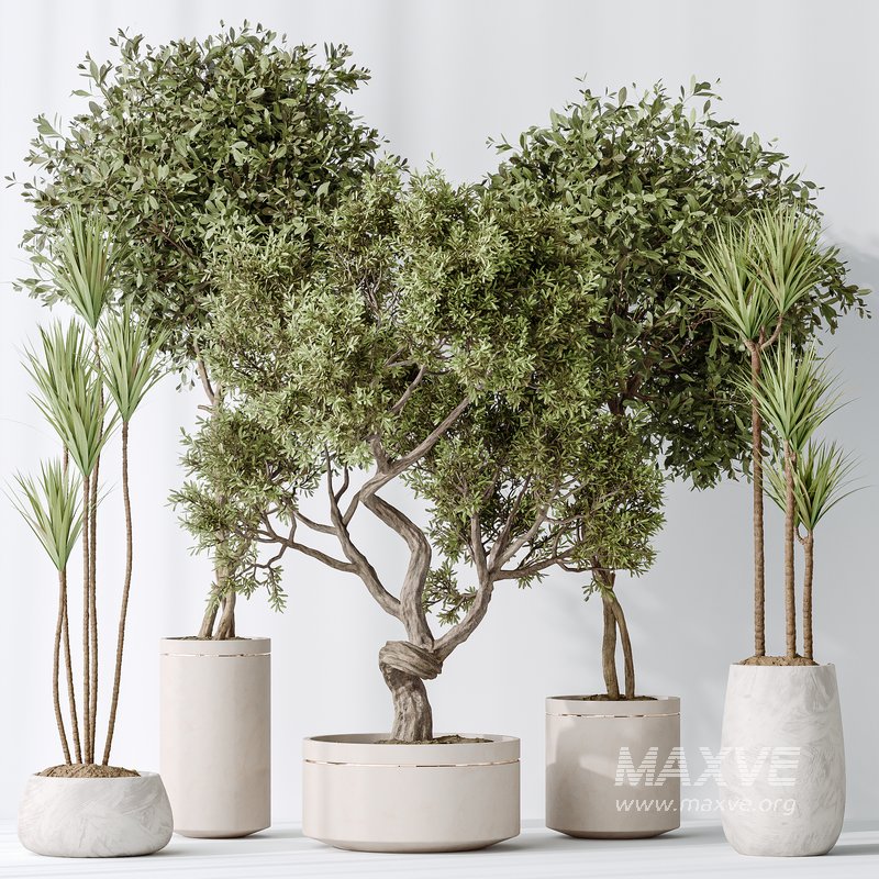 AV Indoor plants set 160 Artificial Olivo Olea Tree and Yucca Elephantipes Gigantea and Ficus Retusa Microcarpa Bonsai Ginseng - Image 4