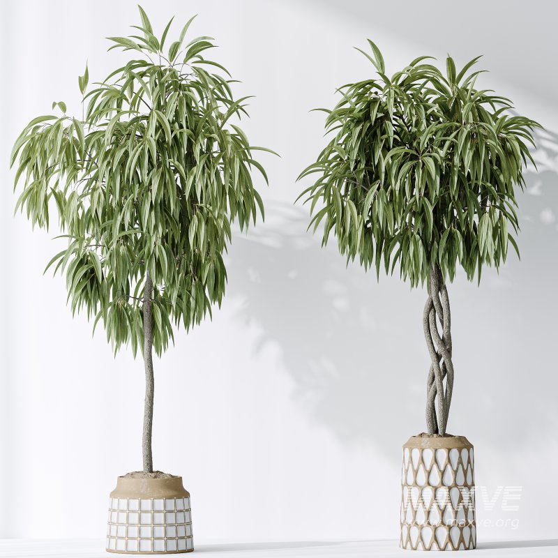 AV Indoor plants set 174 Ficus Binnendijkii and Mission Leccino Arbequina Olive and Snake Green Sansevieria - Image 8