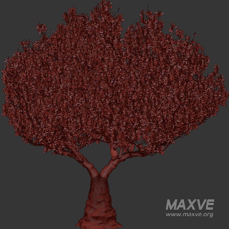 Olive Tree Set50 - Image 3