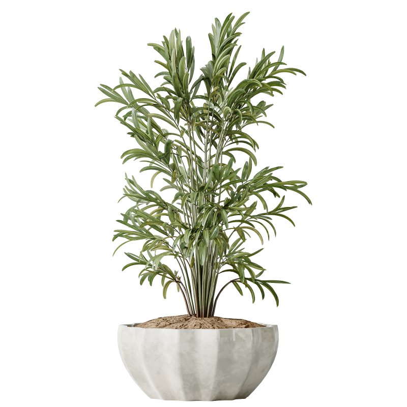 AV Indoor plants set 167 Artificial Olivo Olea Tree and Areca Majesty Cat Reed Palm and Lutescens Areca Palm - Image 3