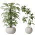 AV Indoor plants set 166 Beech Olea Europaea Olive Eucalyptu and Elegant Monstera Deliciosa and Ficus Cyathistipula - Thumbnail 2