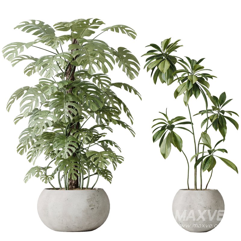 AV Indoor plants set 166 Beech Olea Europaea Olive Eucalyptu and Elegant Monstera Deliciosa and Ficus Cyathistipula - Image 2