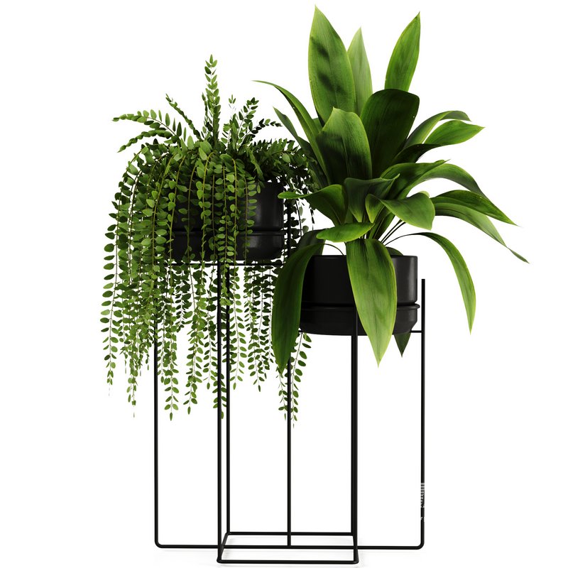 Indoorplants-155 - Image 5