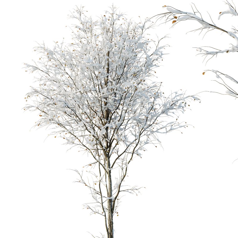 AV Plants Alnus-Glutinosa Winter Snow Tree Set02 - Image 1