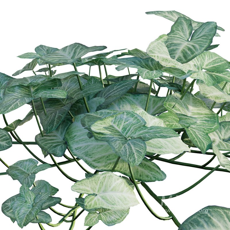 Aglaonema muntifolium - Image 2