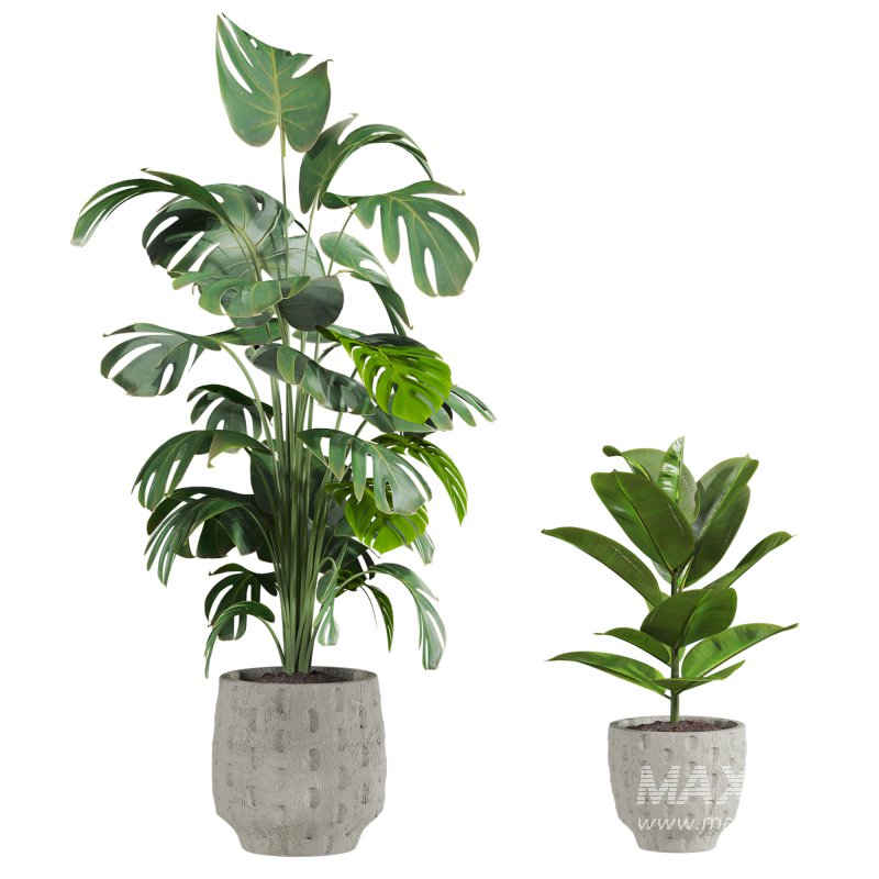 plants set - Image 4