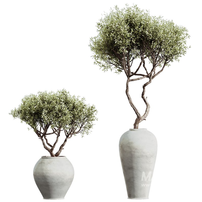 AV HousePlants Mission Kalamata Leccino Arbequina Wilsonii Chemlali Olive Set02 - Image 2