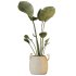 AV Indoor plants set 172 Mission Arbequina Olive and Ravenala Banana Strelitzia and Spineless Yucca Aloifolia Rostrata - Thumbnail 6