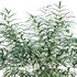 Pteris umbrosa ¨C Jungle Brake Fern - Thumbnail 2