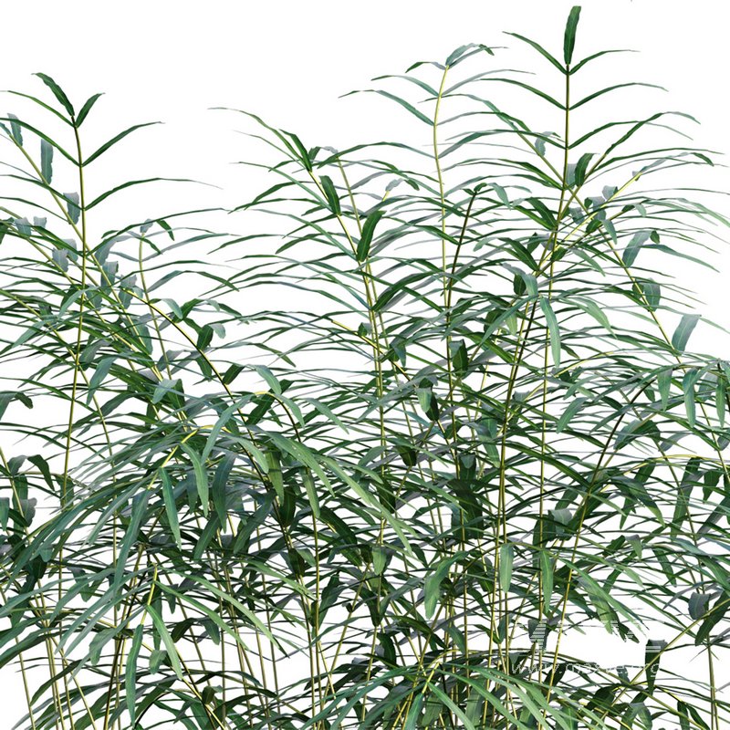 Pteris umbrosa ¨C Jungle Brake Fern - Image 2