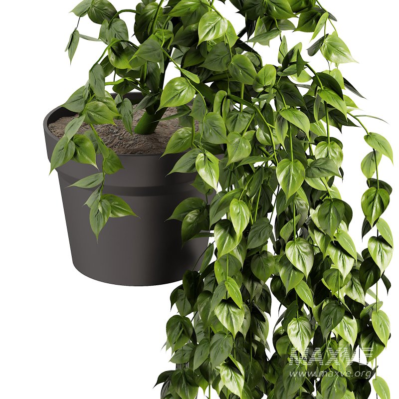 Long Ivy Plant Big Leaf - Image 3