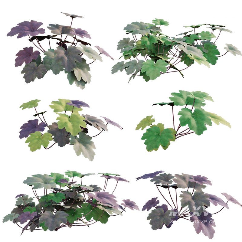 Heuchera – Coral Bells 03 - Image 1