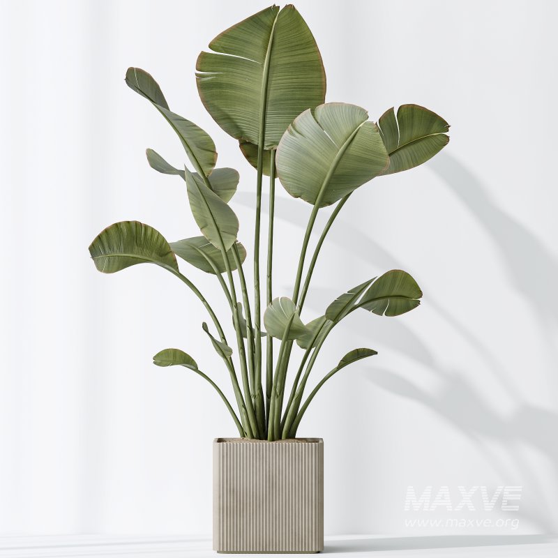 AV Indoor plants set 165 Arbequina Wilsonii Chemlali Olive and Mandarin Citrus Fruit Orange and Ravenala Banana Strelitzia - Image 7