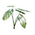 Monstera deliciosa - Thumbnail 4