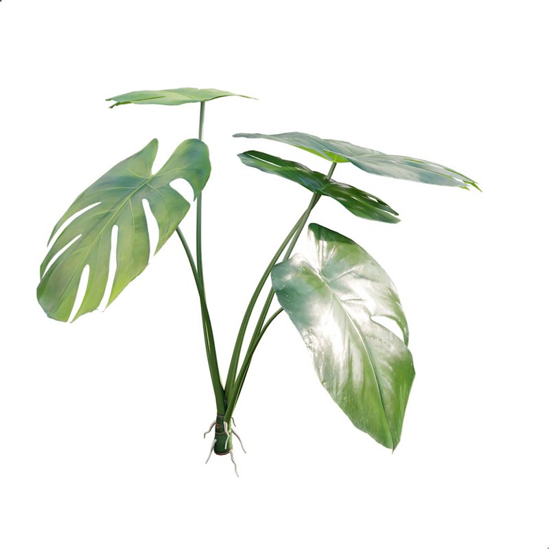 Monstera deliciosa - Image 4