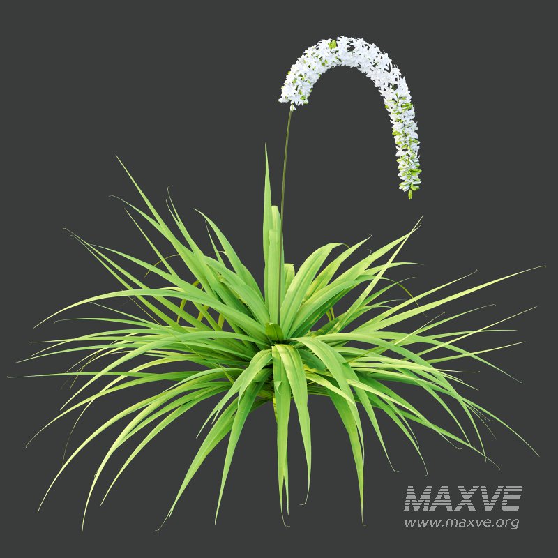 eremurus himalaicus Plant 01 - Image 6