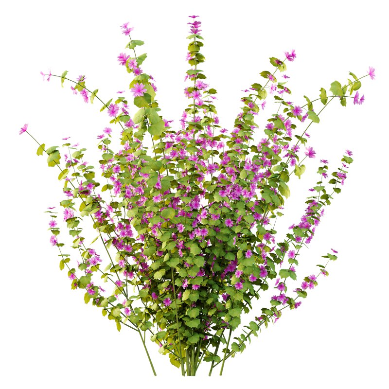 Lavatera Cachemiriana Plant 01 - Image 4