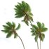 AV Cocos Nucifera Windy and Roystonea Regia palm trees - Thumbnail 4