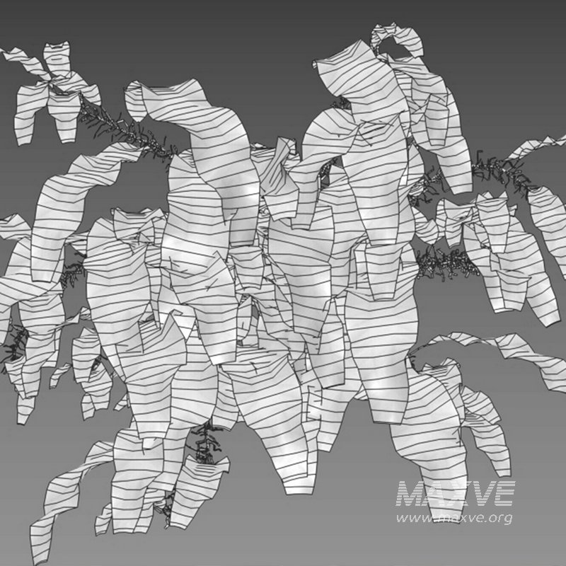 Neolepisorus fortunei - Image 7