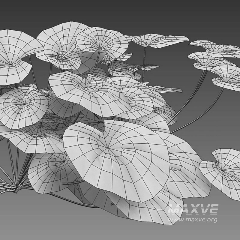 Heuchera – Coral Bells 03 - Image 2