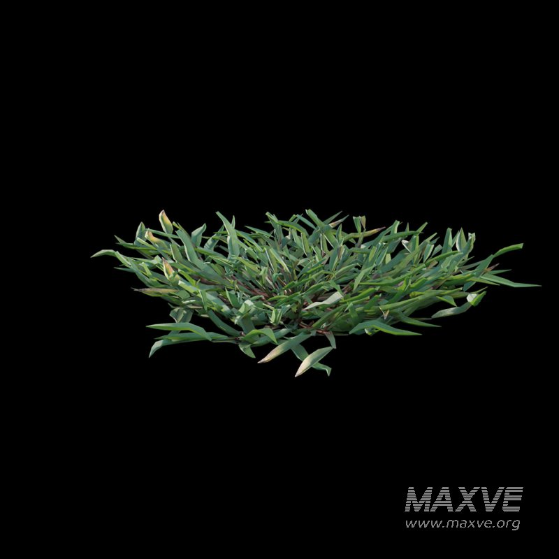 Eremochloa ophiuroides ¨C cut 03 - Image 7