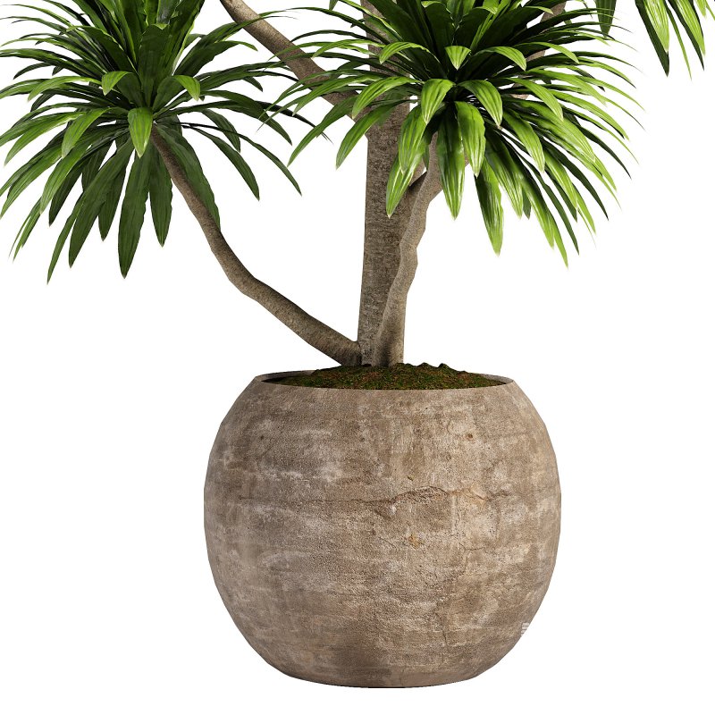 Indoor plent_06 - Image 2