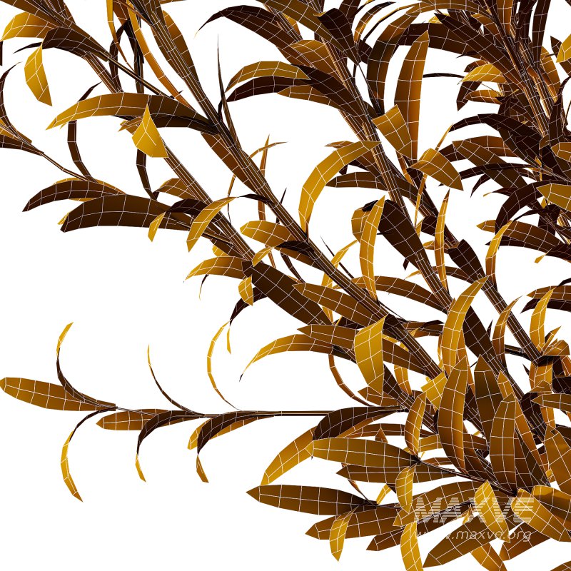 Euphorbia palustris Plant 01 - Image 7