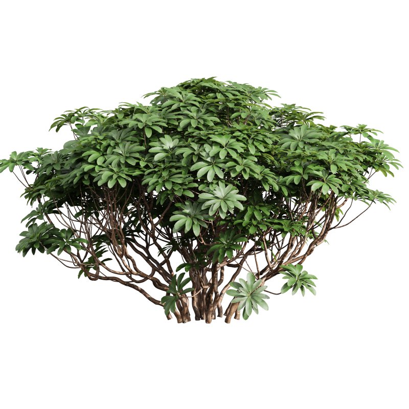 AV 9 different bush Edgeworthia Chrysantha Grandiflora and Rhapis Excelsa Bush - Image 5