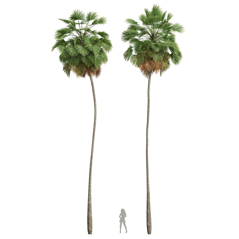 AV Christmas Palm Manila Palm Adonidia Veitchia Merrillii and Borassus Flabellifer - Image 3