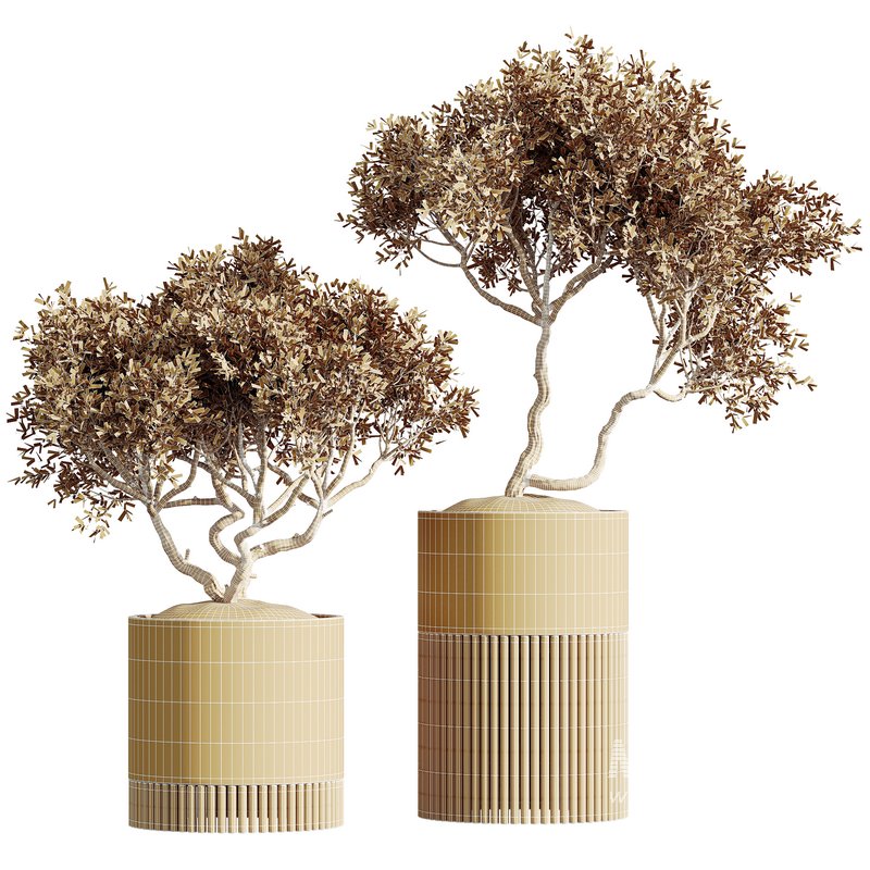 AV HousePlants Mission Kalamata Leccino Arbequina Wilsonii Chemlali Olive Set03 - Image 3