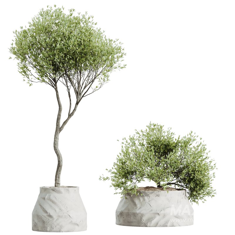 AV HousePlants Mission Kalamata Leccino Arbequina Wilsonii Chemlali Olive Set41 - Image 2