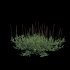 Eremochloa ophiuroides – set 03 - Thumbnail 5