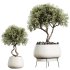 AV Indoor plants set 173 Mission Leccino Arbequina and Ficus Robusta Abidjan and Ficus African Fig - Thumbnail 2