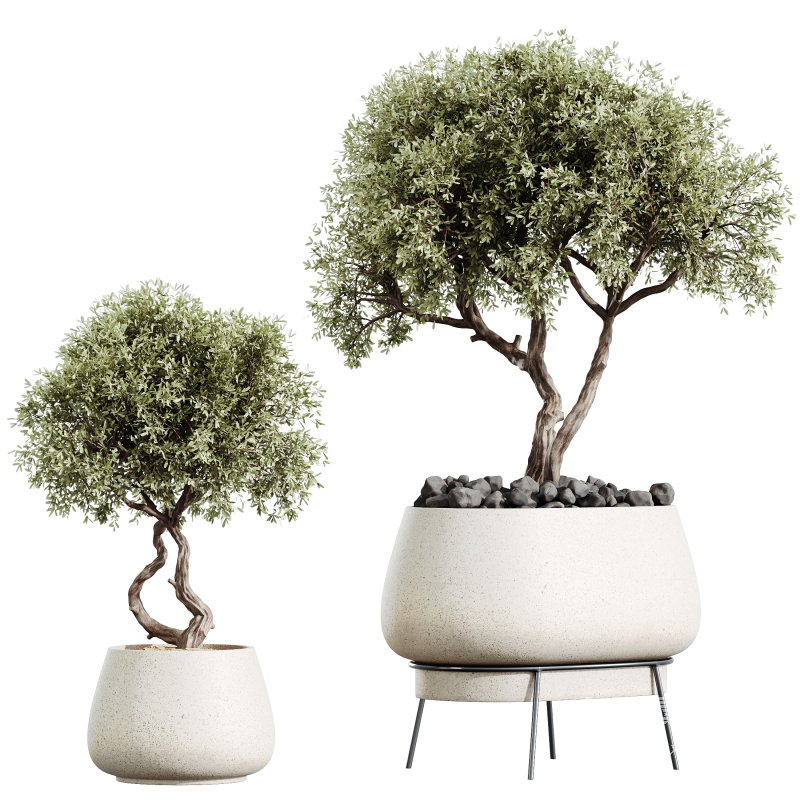 AV Indoor plants set 173 Mission Leccino Arbequina and Ficus Robusta Abidjan and Ficus African Fig - Image 2