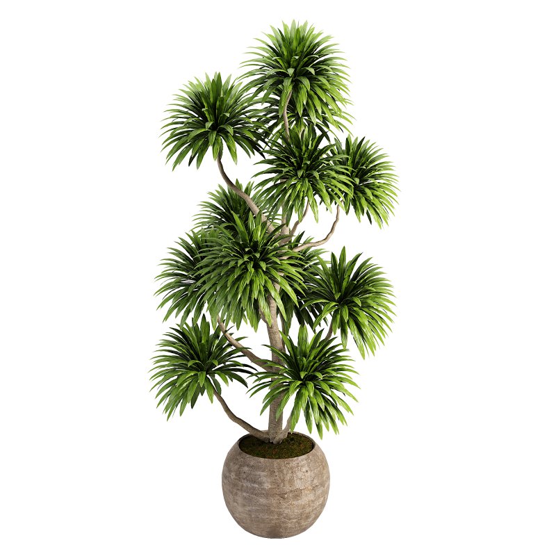 Indoor plent_06 - Image 3