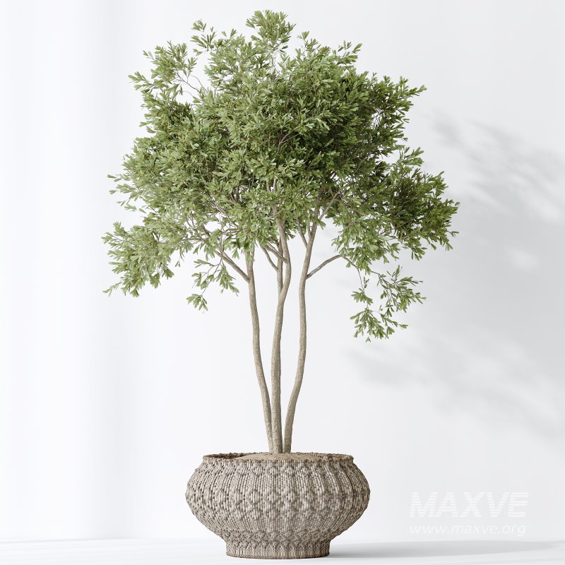 AV Indoor plants set 164 Ravenala Banana Strelitzia Nicolai Bird and Aspidistra Elatior and Arbequina Wilsonii Chemlali Olive - Image 7