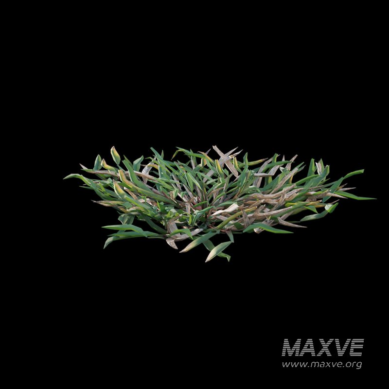 Eremochloa ophiuroides ¨C cut 03 - Image 6