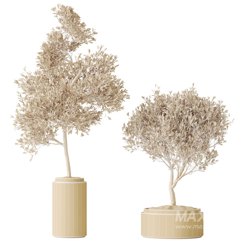 AV HousePlants Mission Kalamata Leccino Arbequina Wilsonii Chemlali Olive Set43 - Image 6