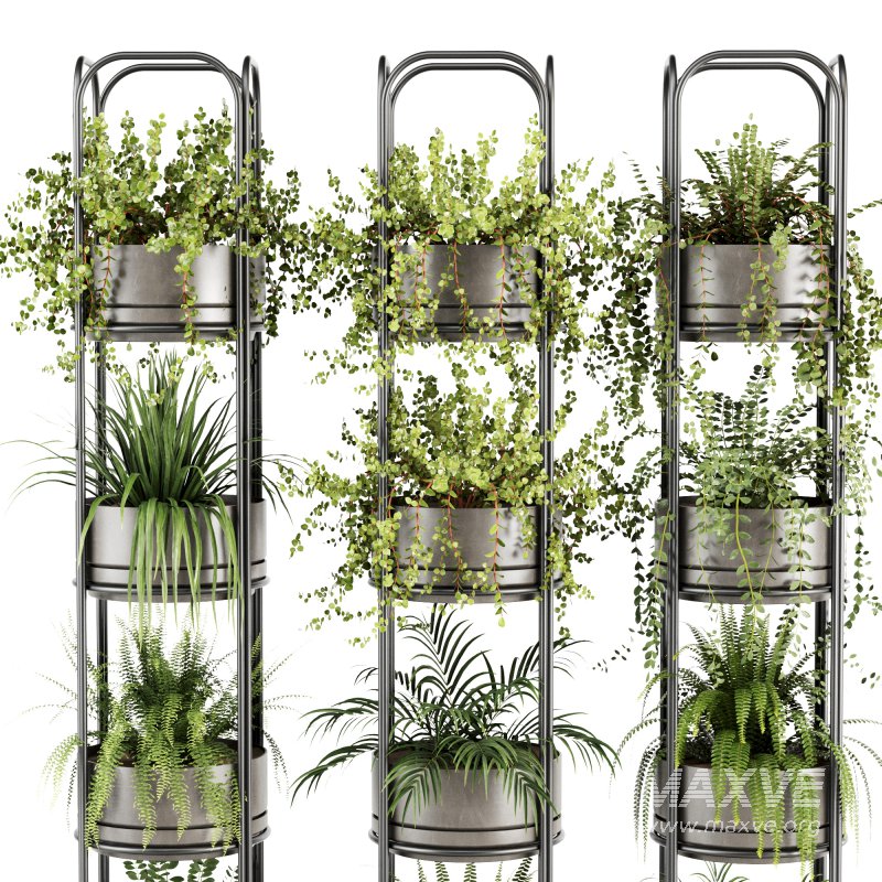 Indoorplants-Stand plant ivy set-164 - Image 5