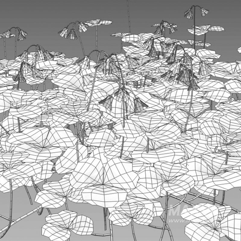 Trifolium ¨C Oxalidaceae 02 - Image 3