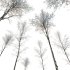 AV Plants Alnus-Glutinosa Winter Snow Tree Set02 - Thumbnail 2