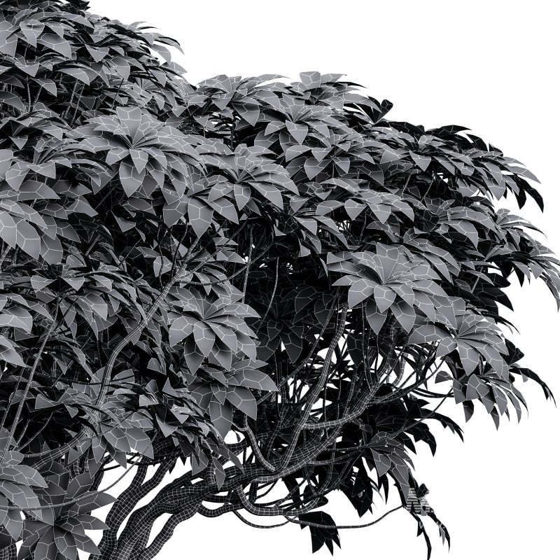 AV 9 different bush Edgeworthia Chrysantha Grandiflora and Rhapis Excelsa Bush - Image 10