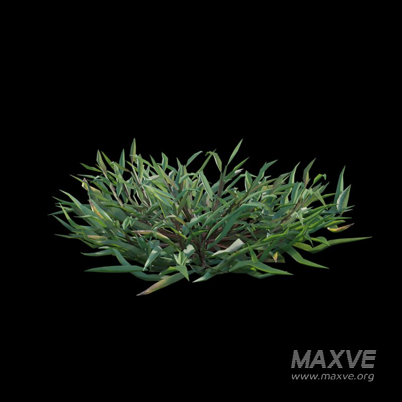 Eremochloa ophiuroides ¨C set 02 - Image 5