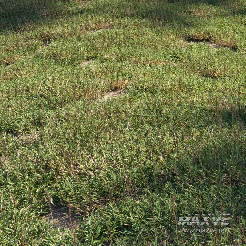 Eremochloa ophiuroides ¨C set 02 - Image 1